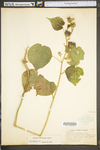 Abutilon theophrasti