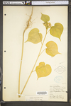 Abutilon theophrasti