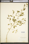 Sida spinosa