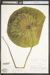 Nelumbo lutea