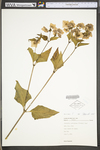 Mirabilis nyctaginea