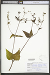 Mirabilis nyctaginea