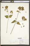 Mirabilis nyctaginea