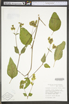 Mirabilis nyctaginea