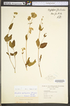 Mirabilis nyctaginea