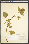 Mirabilis nyctaginea