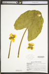 Nuphar lutea ssp. advena