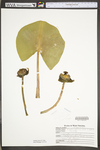 Nuphar lutea ssp. advena