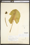 Nuphar lutea ssp. advena