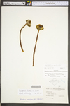 Nuphar lutea ssp. advena