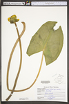 Nuphar lutea ssp. advena