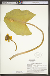 Nuphar lutea ssp. advena