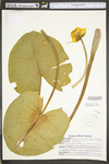 Nuphar lutea ssp. advena