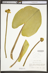 Nuphar lutea ssp. advena