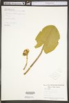 Nuphar lutea ssp. advena