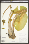 Nuphar lutea ssp. advena