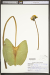 Nuphar lutea ssp. advena