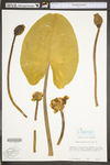 Nuphar lutea ssp. advena