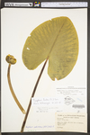 Nuphar lutea ssp. advena