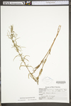 Epilobium leptophyllum