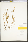 Oenothera perennis