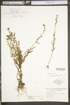 Oenothera perennis