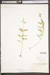 Oenothera perennis