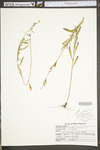 Oenothera perennis