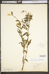 Oenothera fruticosa ssp. glauca