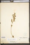 Oenothera fruticosa ssp. glauca