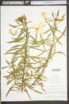 Oenothera argillicola