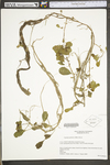 Ludwigia peploides ssp. glabrescens