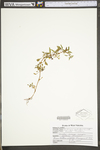 Ludwigia palustris