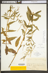 Epilobium ciliatum ssp. ciliatum