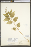 Circaea lutetiana ssp. canadensis