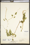 Circaea lutetiana ssp. canadensis