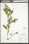 Ludwigia decurrens