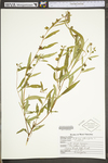 Ludwigia alternifolia