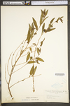 Ludwigia alternifolia