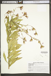 Oenothera gaura