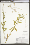 Oenothera gaura