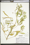 Ludwigia leptocarpa