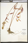 Ludwigia alternifolia