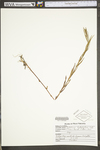 Epilobium leptophyllum