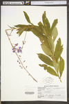 Chamerion angustifolium ssp. circumvagum