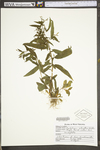 Epilobium coloratum