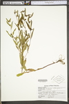 Ludwigia alternifolia