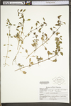 Ludwigia palustris