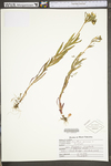 Oenothera perennis