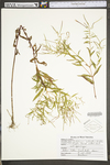 Epilobium coloratum